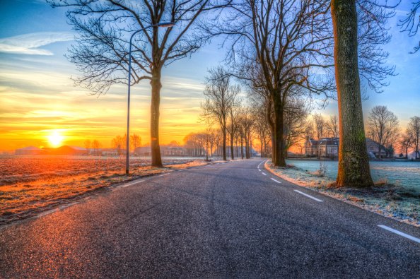 Trees On Road Both Side Morning Outdoors Nature 5k