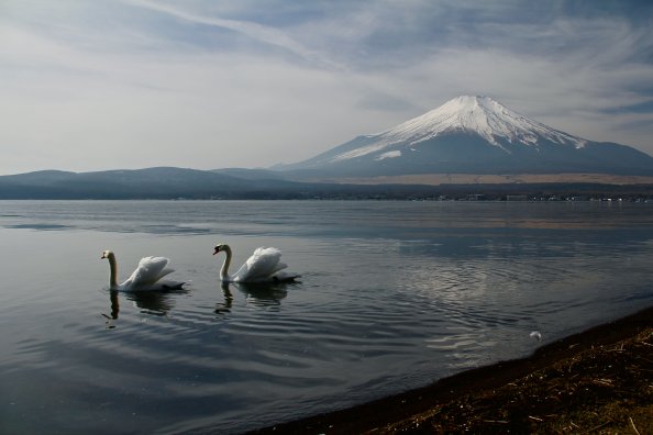 Mount Fuji Landscape View Ducks 5k