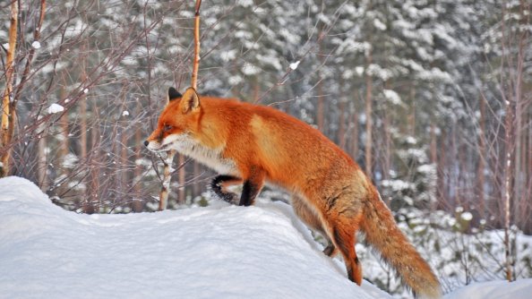 Fox In Snow