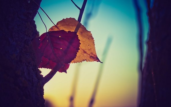 Nature Leaves Desktop