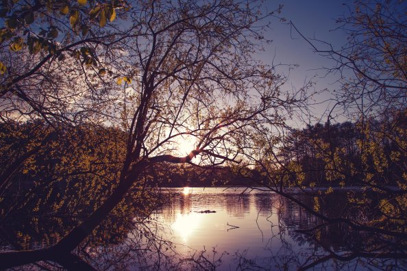 Yellow Trees Evening Dawn Lake Nature 5k