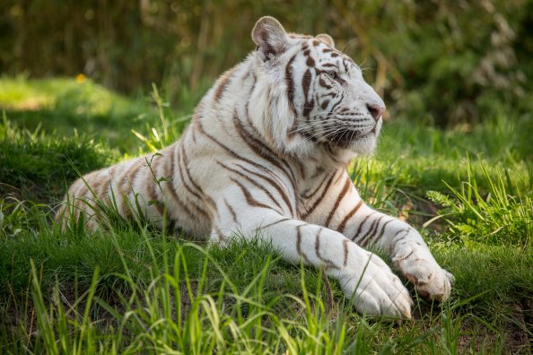 White Tiger 5k