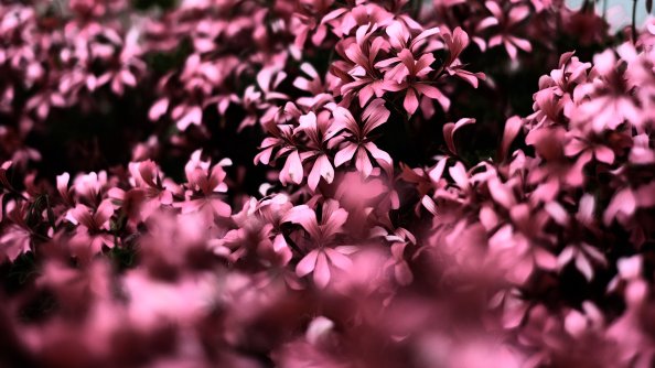 Pink Flowers Ultra Hd Blur 4k
