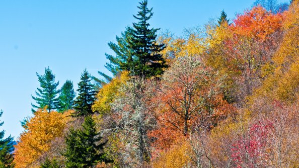 Colorful Trees