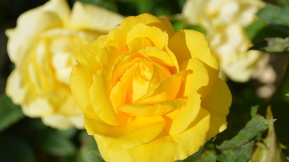 Rose Bud