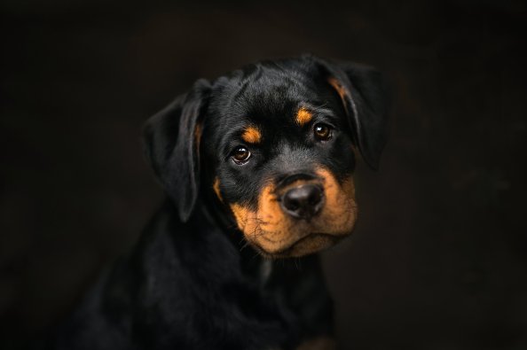 Rottweiler