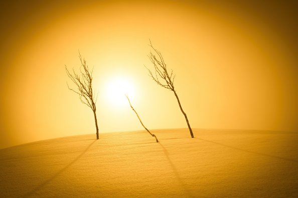 Plants Sunlight Desert 4k