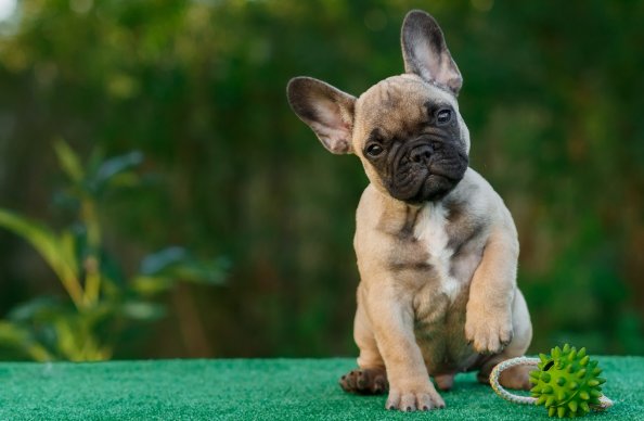 French Bull Dog 4k