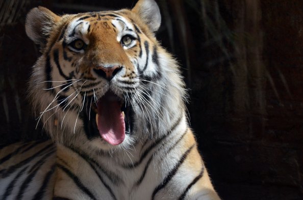 5k Tiger
