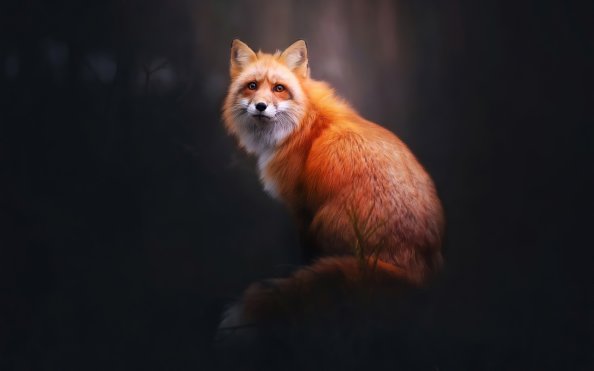 Fox Digital Art 4k