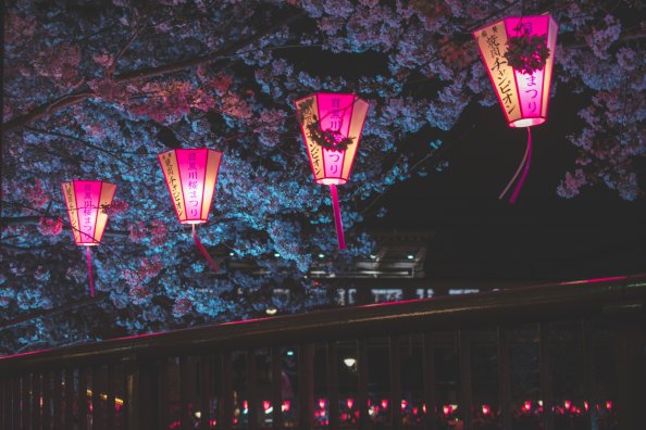 Japan Night Cherry Blossom Trees Lantern Glowing Night