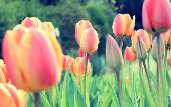 Easter Tulips
