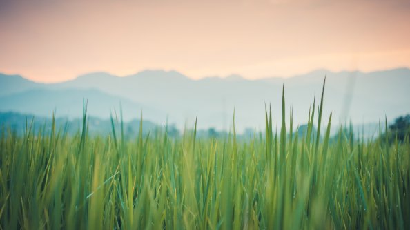 Grass 4k