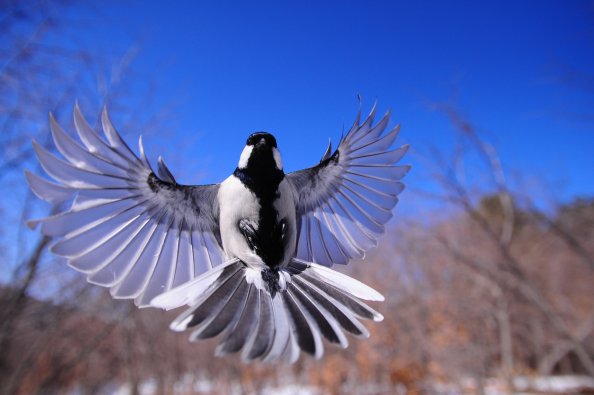 Bird Flapping Wings