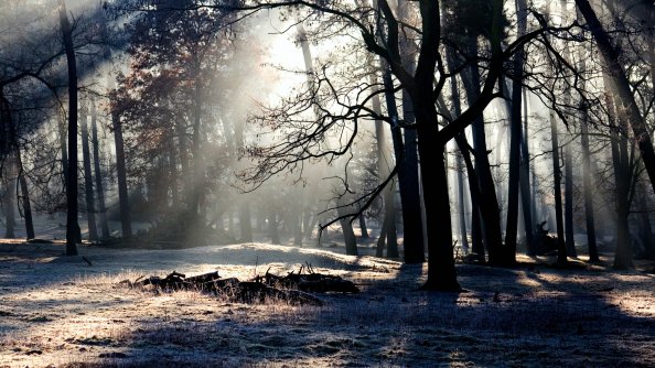 Forest Trees Shadow Light