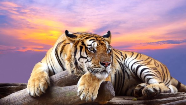 Predator Tiger Sunset