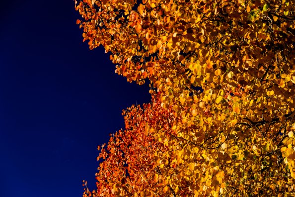 Autumn View From The Surselva Switzerland 5k
