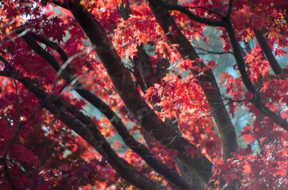 Red Fall Tree Autumn Leaves 5k