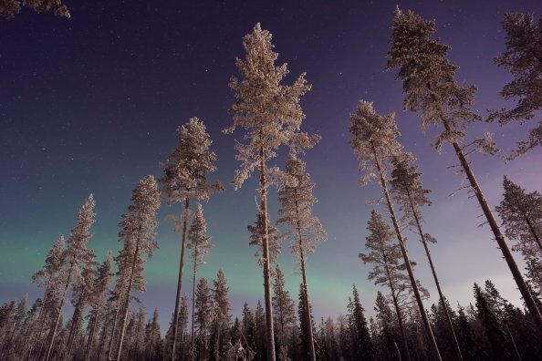 Long Pine Trees Winter Northern Lights