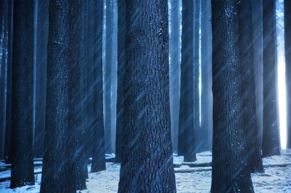 Forest Sunbeam