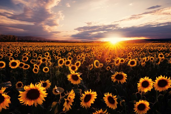 Sunflowers Field Sunrise 5k