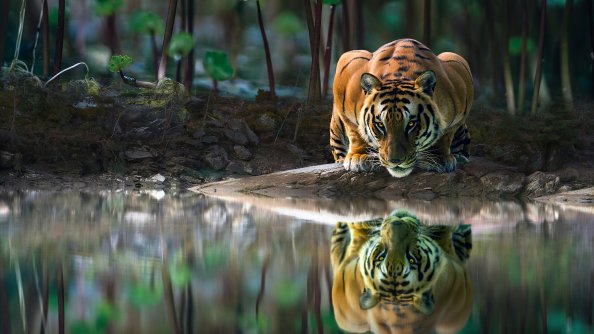Tiger Glowing Eyes Drinking Water 4k