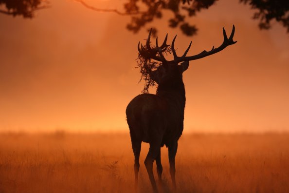 Deer Sunlight Nature