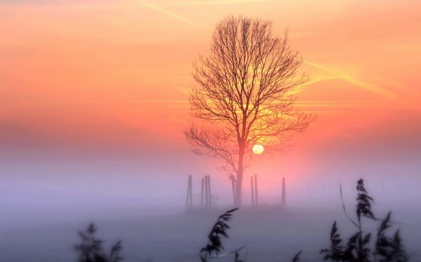 Sunset Tree