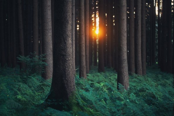 Forest Photography