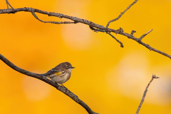 Yellow Rumped Warbler