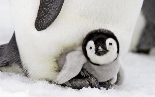 Penguin Baby