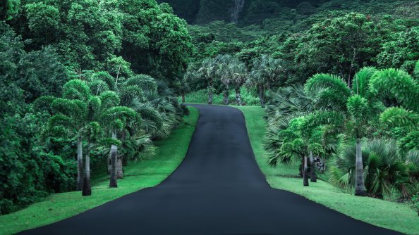 Green Road Nature 4k