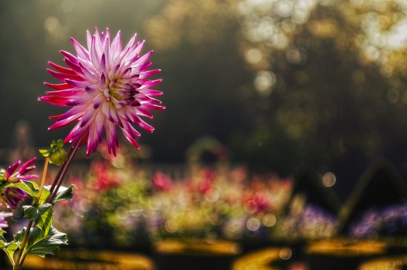 Pink Flower Macro