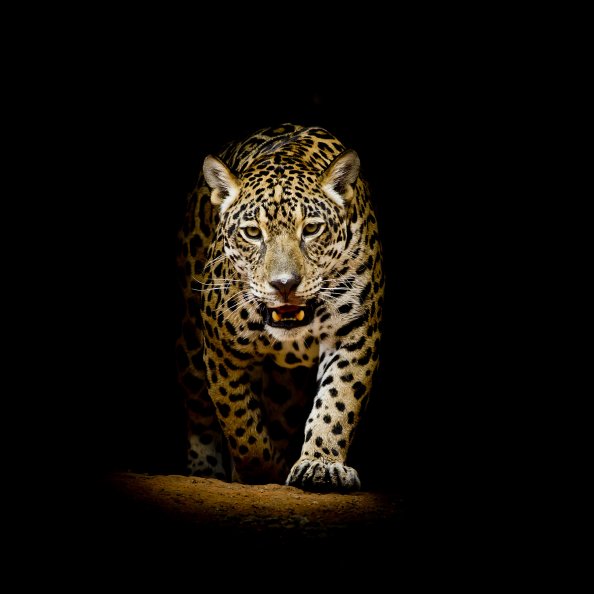 Leopard 4k Black Background