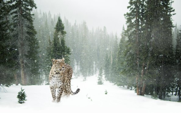 Persian Leopard In Snow 5k