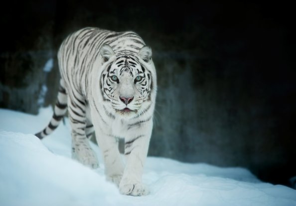 White Tiger In Snow