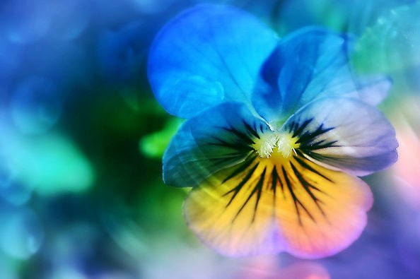 Pansy Flower