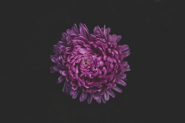 Purple Flower Blossom 5k
