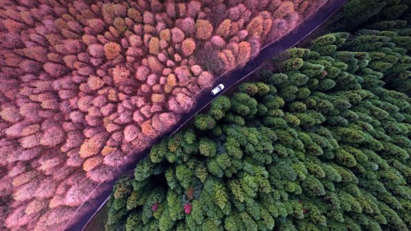 Colorful Forest Aeiral View