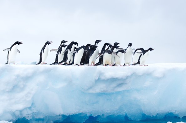 Penguins In Antarctica