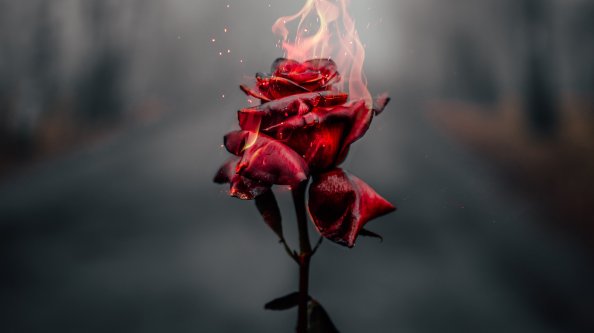 Burning Rose 4k