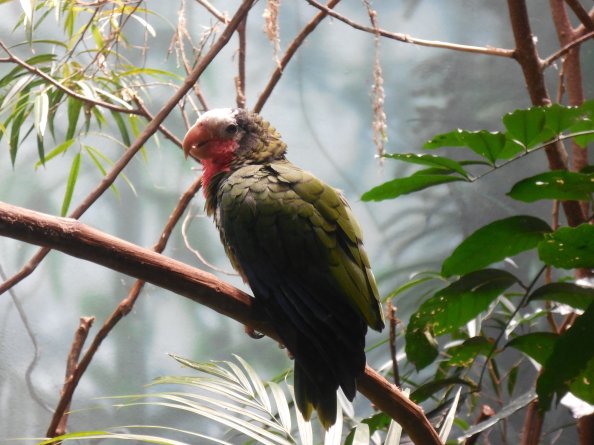Woodpecker 5k