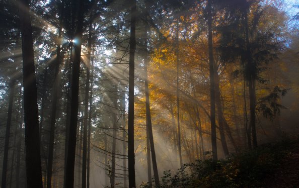 Tree Nature Wood Sun Fog Leaf Dawn Light