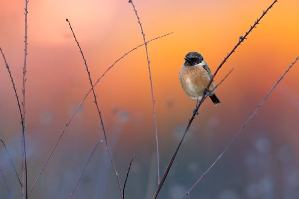 European Stonechat 5k
