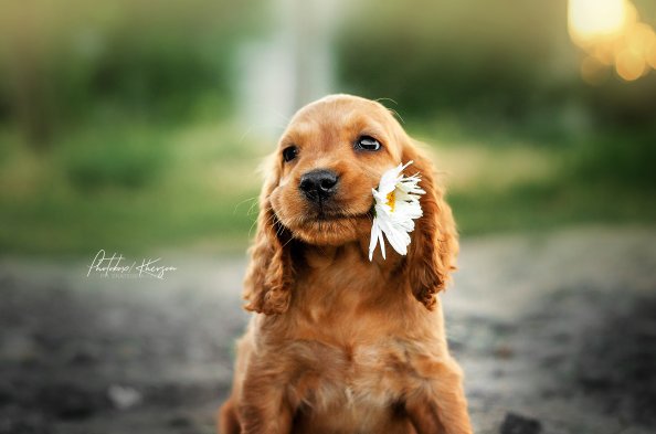 Dog With Flower In Mouth