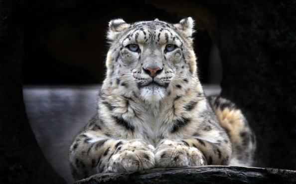 Snow Leopard 2