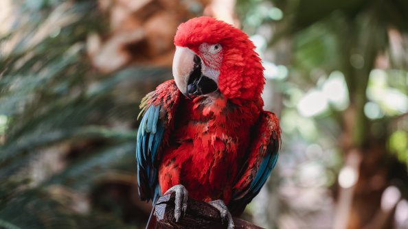 Macaw 4k