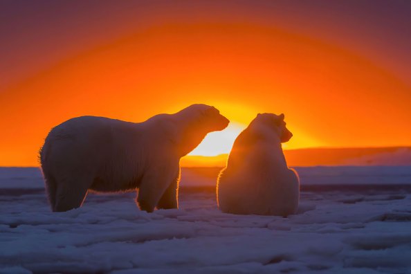 Two Polar Bears Watching Sunset 4k