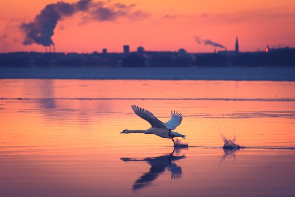 Swan Take Off