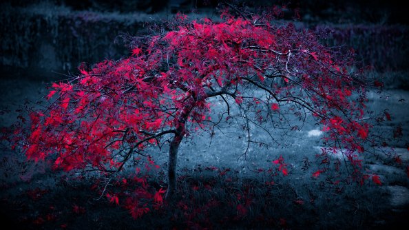 Red Leaves Tree 4k